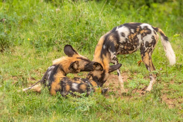 Perro Salvaje Africano Lycaon Pictus Descansando Reserva Caza Madikwe Sudáfrica — Foto de Stock