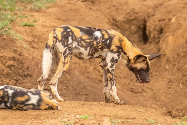 Afrika vahşi köpeği (Lycaon Pictus) tetikte, Madikwe Oyun Rezervi, Güney Afrika.