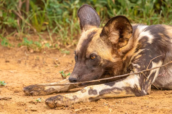 Perro Salvaje Africano Lycaon Pictus Jugando Con Una Ramita Reserva — Foto de Stock