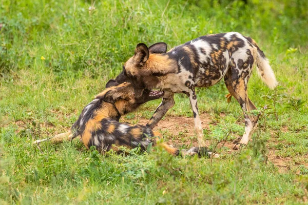 Afrikanische Wildhunde Lycaon Pictus Kämpfen Madikwe Game Reserve Südafrika — Stockfoto