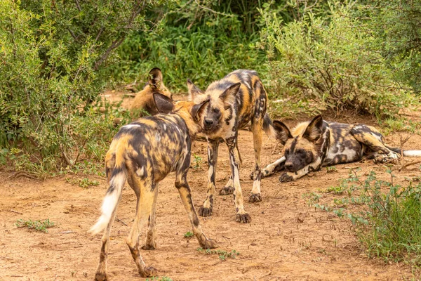 Αφρικανικά Άγρια Σκυλιά Lycaon Pictus Παίζουν Μάχες Madikwe Game Reserve — Φωτογραφία Αρχείου