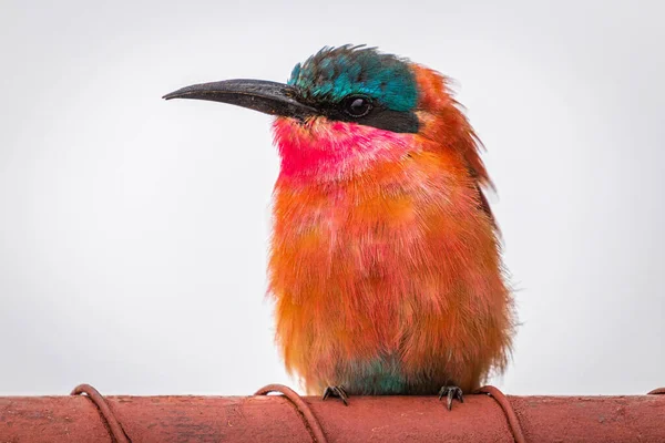 South Carmine Bee Eat Madikwe Game Reserve South Africa — 图库照片