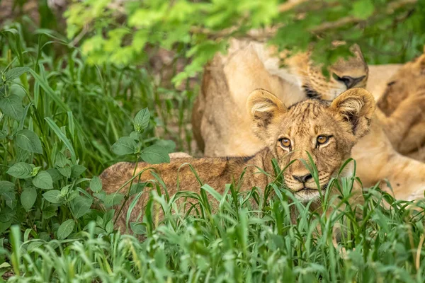 Aslan Yavrusu (Panthera Leo) uyanık görünüyor, çimenlerin üzerinde yatıyor, Madikwe Oyun Rezervi, Güney Afrika.