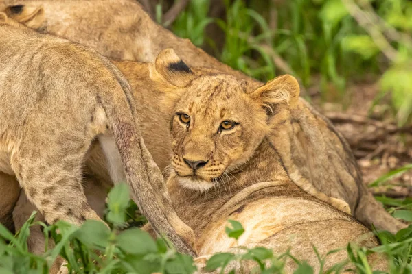 Lion Louveteau Panthera Leo Leo Alerte Allongé Dans Herbe Réserve — Photo