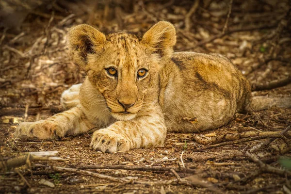 Lion Cub Panthera Leo Leo Looking Alert Madikwe Game Reserve — Stock Photo, Image