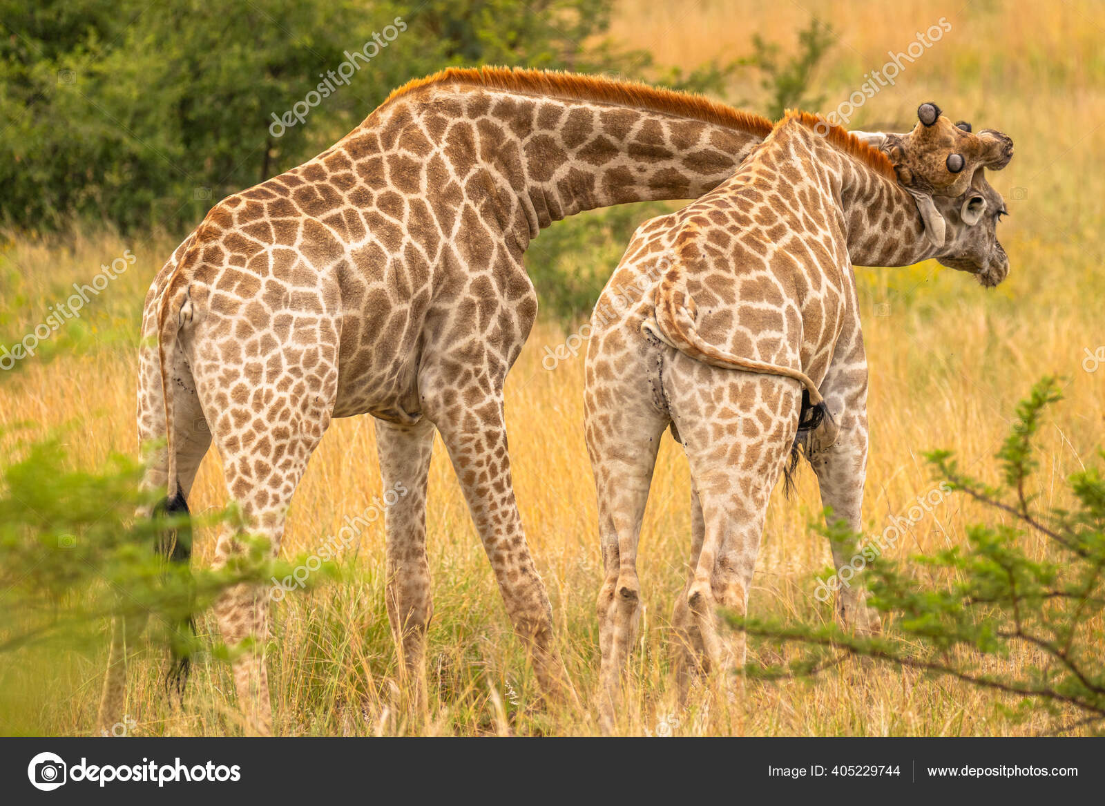 Two Male Giraffes Fighting Giraffa Camelopardalis Pilanesberg National Park  South — Stock Photo © GunterN #405229744, image size:1600x1167