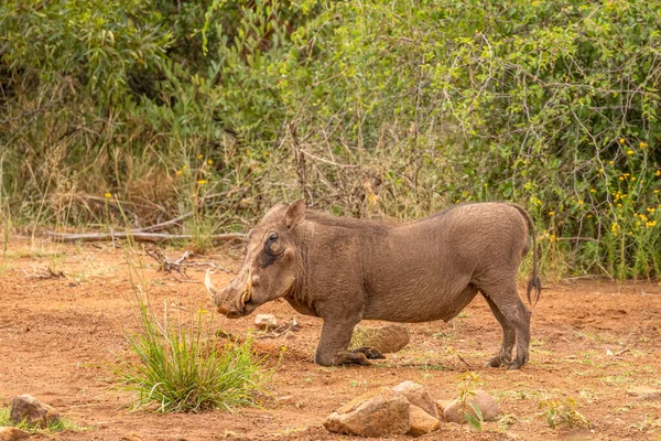 Gran Adulto Común Warthog Phacochoerus Africanus Arrodillado Mientras Alimenta Reserva — Foto de Stock