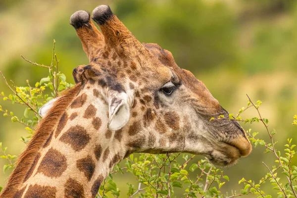Kopf Einer Männlichen Giraffe Giraffa Camelopardalis Pilanesberg Nationalpark Südafrika — Stockfoto