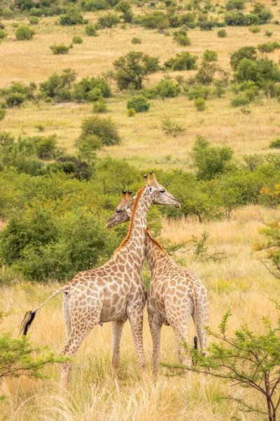 Dos Jirafas Macho Peleando Giraffa Camelopardalis Parque Nacional Pilanesberg Sudáfrica — Foto de Stock