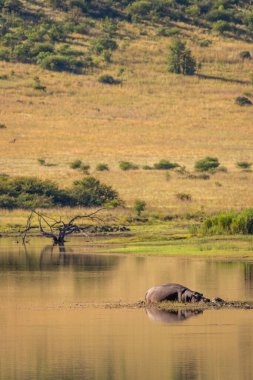 Su aygırı (Hippopotamus Amphibius) deniz kenarında, güneş yanığı, Pilanesberg Ulusal Parkı, Güney Afrika.
