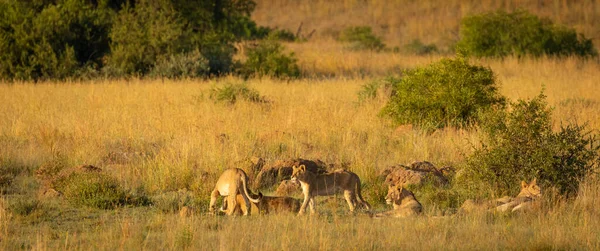 Une Fierté Lions Allongés Dans Herbe Soleil Matin Parc National — Photo