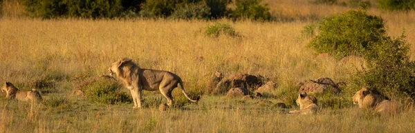 Une Fierté Lions Allongés Dans Herbe Soleil Matin Parc National — Photo