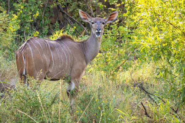 Žena Větší Kudu Tragelaphus Strepsiceros Národní Park Pilanesberg Jihoafrická Republika — Stock fotografie