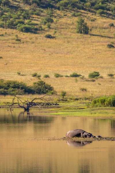 Ιπποπόταμος Hippopotamus Amphibius Δίπλα Στο Νερό Ηλιοθεραπεία Εθνικό Πάρκο Pilanesberg — Φωτογραφία Αρχείου