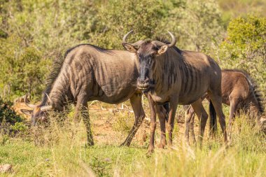 Bir mavi antilop sürüsü (Connochaetes taurinus) otluyor, Pilanesberg Ulusal Parkı, Güney Afrika.