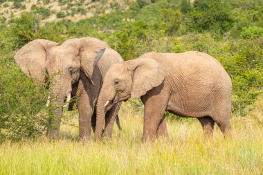 Afrika filleri (Loxodonta Africana) otlarla beslenir, Pilanesberg Ulusal Parkı, Güney Afrika.