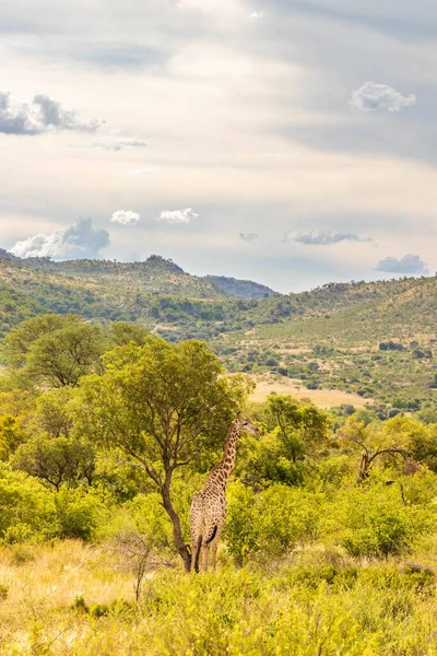 Schöne Landschaft Mit Einer Giraffe Giraffa Camelopardalis Pilanesberg Nationalpark Südafrika — Stockfoto