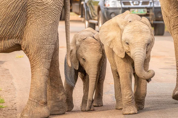 南非Pilanesberg国家公园路上的新生大象 Loxodonta Africana — 图库照片
