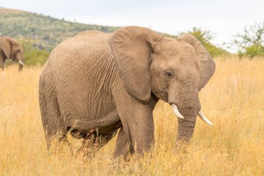 Fil (Loxodonta Africana) otlakta yürüyor, Pilanesberg Ulusal Parkı, Güney Afrika.