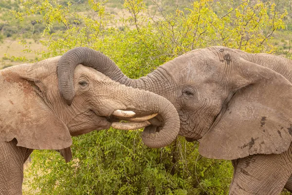 Zwei Elefanten Loxodonta Africana Umarmen Sich Pilanesberg Nationalpark Südafrika — Stockfoto