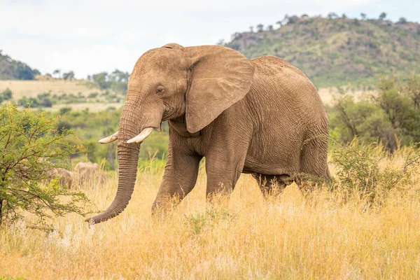 草原を歩く象 Loxodonta Africana ピラネスベルク国立公園 南アフリカ — ストック写真