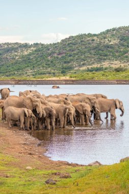 Pilanesberg Ulusal Parkı, Güney Afrika 'da su birikintisinde su içen bir Afrika fili sürüsü..