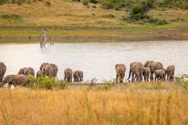 Familia Elefantes Africanos Bebiendo Pozo Agua Parque Nacional Pilanesberg Sudáfrica — Foto de Stock