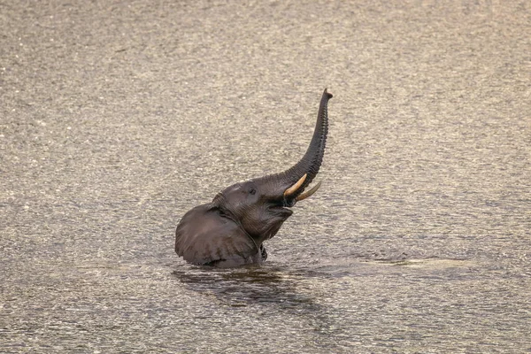 Слон Loxodonta Fcana Стоящий Воде Играющий Сохраняющий Прохладу Национальный Парк — стоковое фото