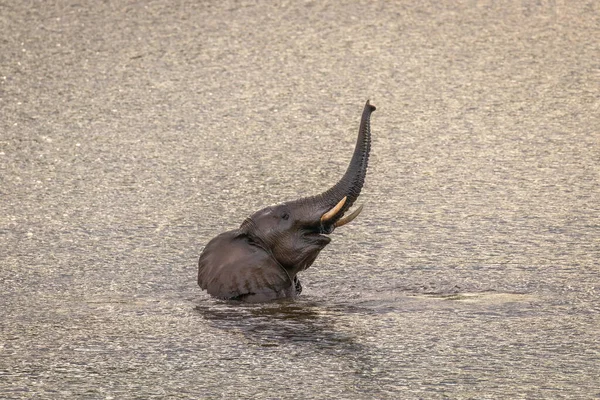 Elefante Loxodonta Africana Pie Agua Jugando Manteniéndose Fresco Parque Nacional — Foto de Stock