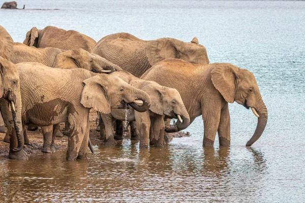 Una Manada Elefantes Africanos Bebiendo Pozo Agua Parque Nacional Pilanesberg — Foto de Stock