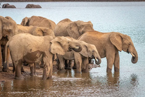 Eine Herde Afrikanischer Elefanten Trinkt Einem Wasserloch Pilanesberg National Park — Stockfoto