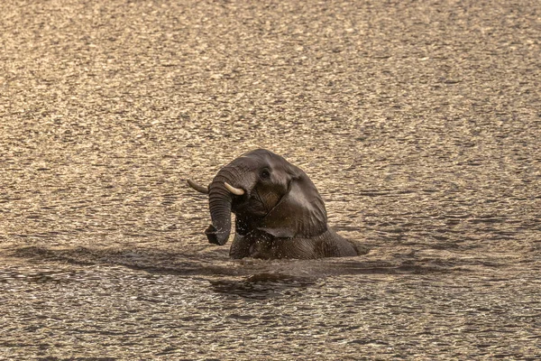 Elefante Loxodonta Africana Pie Agua Jugando Manteniéndose Fresco Parque Nacional — Foto de Stock