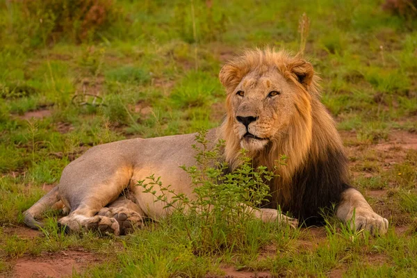 Muž Lev Panthera Leo Leo Těší Poslední Hodiny Dne Úlovku — Stock fotografie