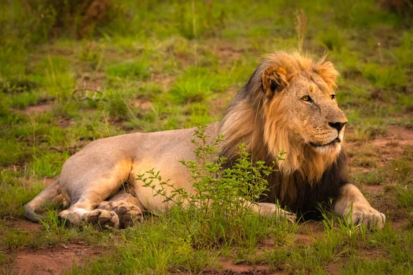 Muž Lev Panthera Leo Leo Těší Poslední Hodiny Dne Úlovku — Stock fotografie