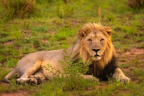 Male Lion Panthera Leo Leo Enjoying Last Hours Day Catch — Stock Photo, Image