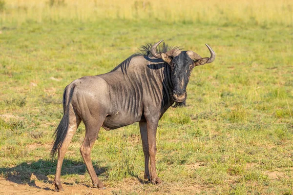 Blue Wildebeest Connochaetes Taurinus Olhando Para Câmera Pastagens Pilanesberg National — Fotografia de Stock
