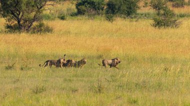 Dört erkek aslan bölge için savaşıyor, Pilanesberg Ulusal Parkı, Güney Afrika.
