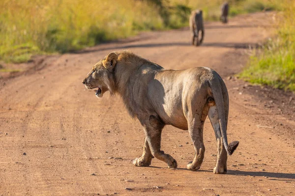 León Macho Panthera Leo Leo Pie Carretera Pilanesberg Sudáfrica — Foto de Stock