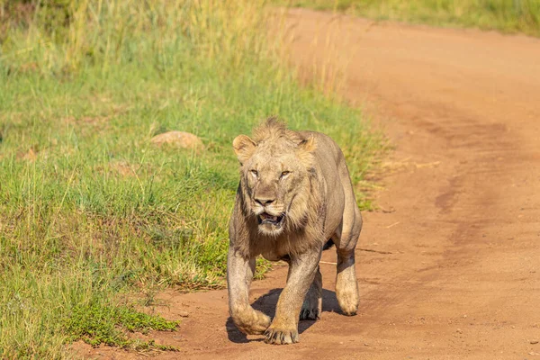 León Macho Panthera Leo Leo Corriendo Por Otros Leones Parque — Foto de Stock