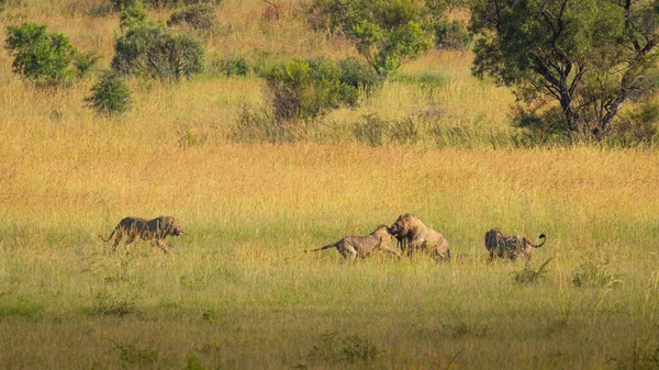 Dört erkek aslan bölge için savaşıyor, Pilanesberg Ulusal Parkı, Güney Afrika.