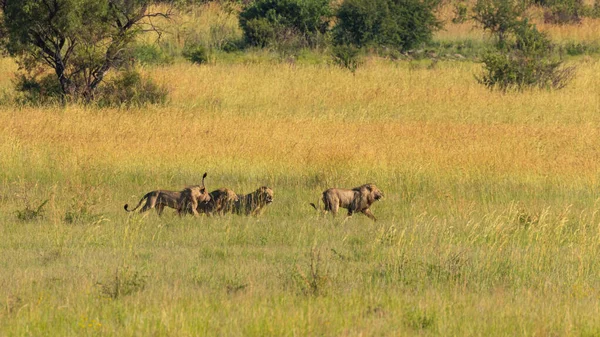 Cuatro Leones Machos Luchando Por Territorio Parque Nacional Pilanesberg Sudáfrica —  Fotos de Stock