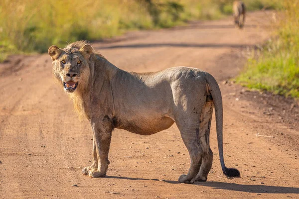Male Lion Panthera Leo Leo Standing Road Pilanesberg South Africa — Stock Photo, Image