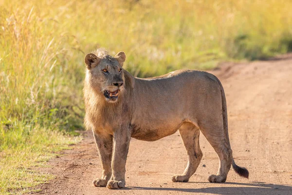 León Macho Panthera Leo Leo Pie Carretera Pilanesberg Sudáfrica — Foto de Stock