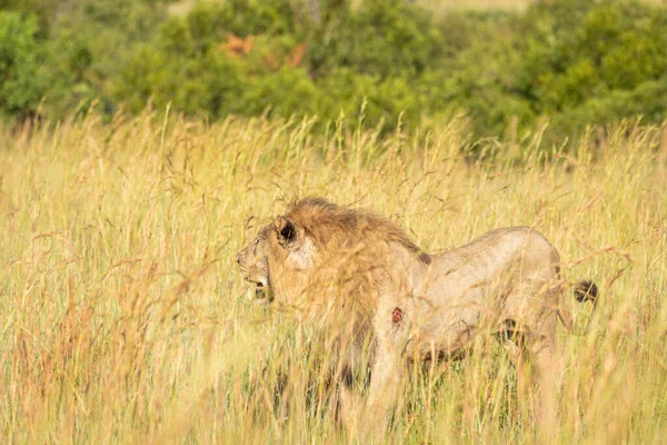 Lion Mâle Panthera Leo Leo Après Combat Blessé Parc National — Photo