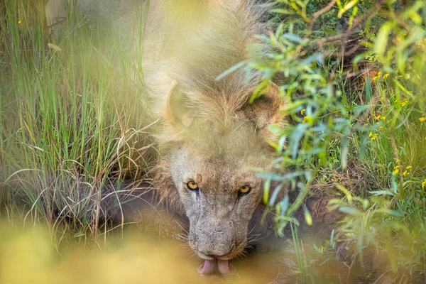 Männlicher Löwe Panthera Leo Leo Trinkwasser Pilanesberg Nationalpark Südafrika — Stockfoto