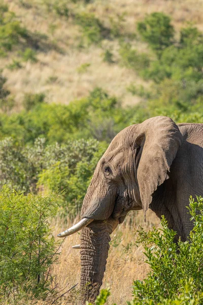 エレファント ロコドン アフリカ 南アフリカ共和国ピラネスベルク国立公園近く — ストック写真