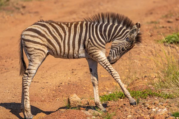 Baby Zebra Equus Burchelli Licking His Leg Pilanesberg National Park — Stock Photo, Image