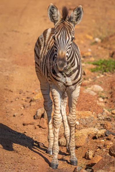 Baby Zebra Equus Burchelli Silnici Národní Park Pilanesberg Jihoafrická Republika — Stock fotografie