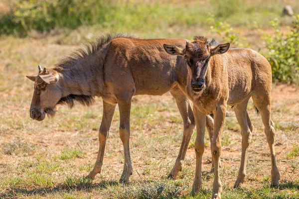 Wildebeest Gnu Connochaetes Taurinus Newborn Calf Pilanesberg National Park South — Stock Photo, Image