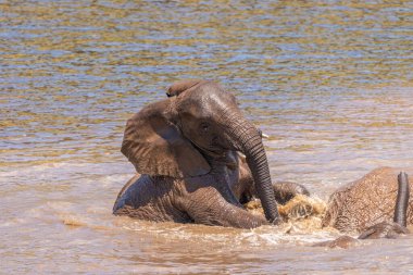 Suda oynayan filler (Loxodonta Africana), Pilanesberg Ulusal Parkı, Güney Afrika.